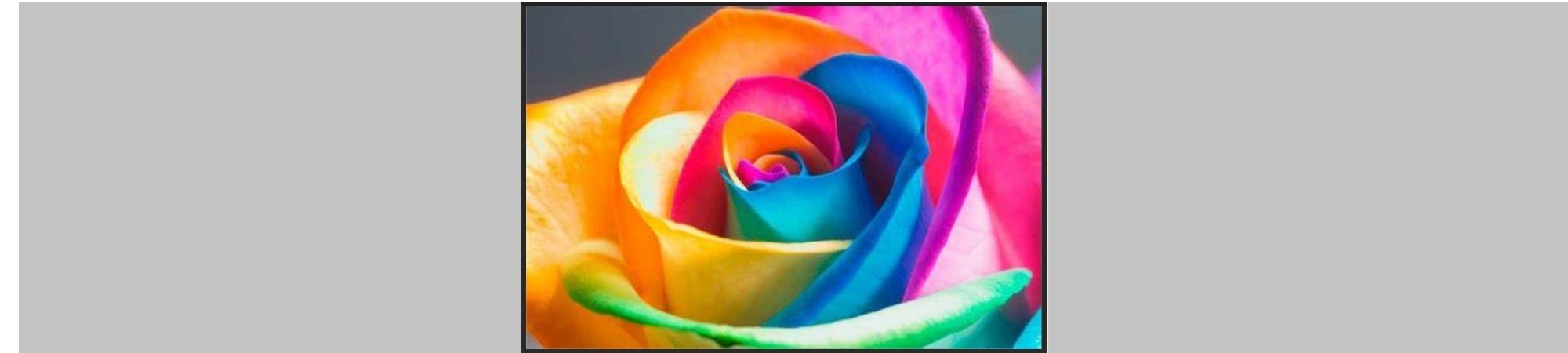 A multi-colored rose bloom. 