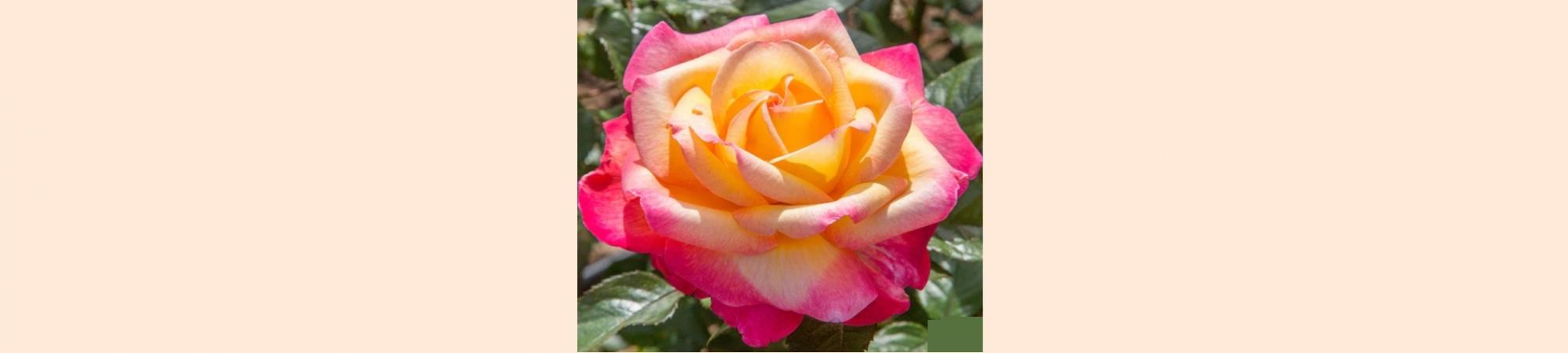 A beautiful Eternal Peace Rose bloom.