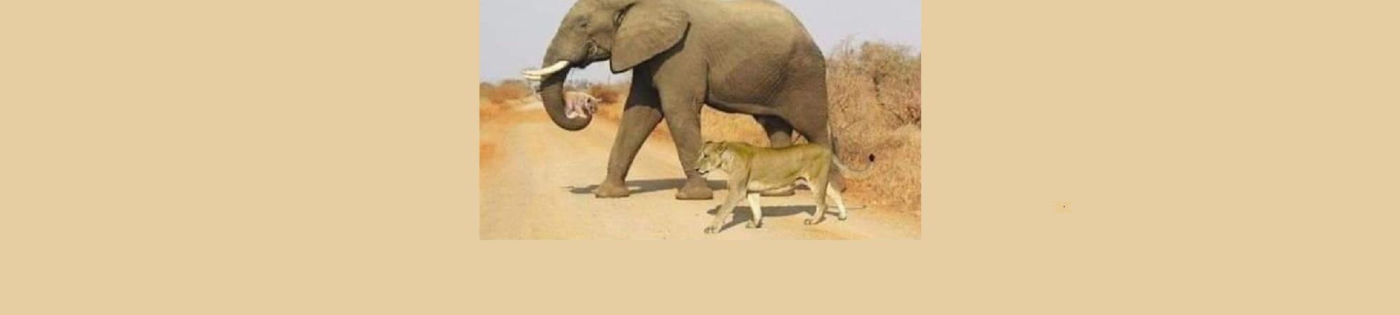 compassionate elephant carrying lion cub in her trunk, lioness walks along