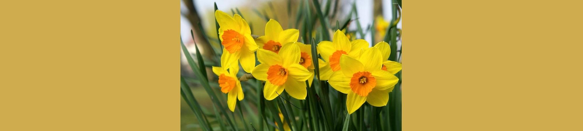 Yellow blooming daffodils with orange centers