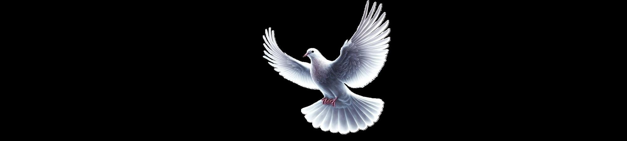 White dove in flight against black background