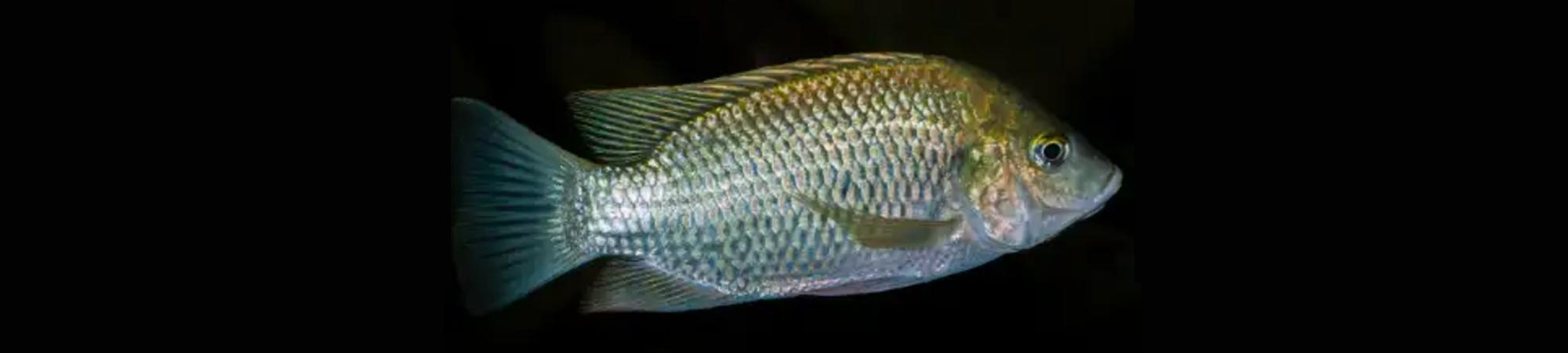 Mango Tilapia Fish